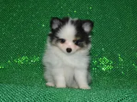 AKC Jasper, a male Pomeranian for sale in Lamar, MO – 4 of 4