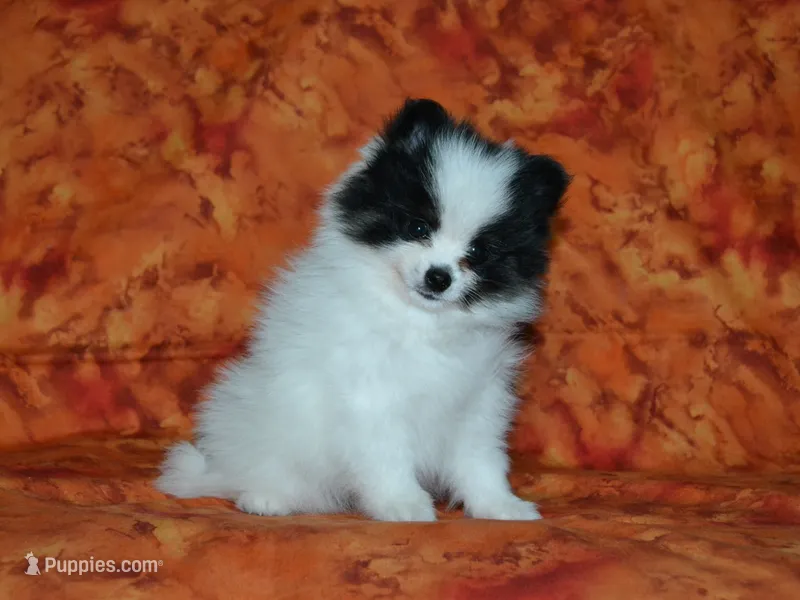 AKC Benny – Pomeranian puppy for sale in Lamar, MO