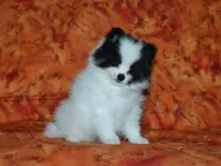 AKC Benny, a female Pomeranian for sale in Lamar, MO – 1 of 5