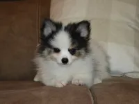 AKC Jasper, a male Pomeranian for sale in Lamar, MO – 2 of 4