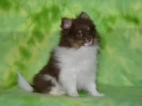 AKC Cooper, a male Pomeranian for sale in Lamar, MO – 4 of 7