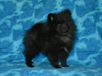 AKC Cubby, a male Pomeranian for sale in Lamar, MO – Photo 5 of 8