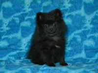 AKC Cubby, a male Pomeranian for sale in Lamar, MO – Photo 1 of 8