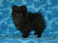 AKC Cubby, a male Pomeranian for sale in Lamar, MO – Photo 3 of 8