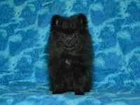 AKC Cubby, a male Pomeranian for sale in Lamar, MO – Photo 8 of 8