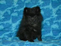 AKC Cubby, a male Pomeranian for sale in Lamar, MO – Photo 4 of 8