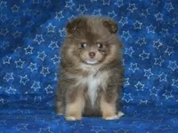 AKC Bentley, a male Pomeranian for sale in Lamar, MO – Photo 2 of 3