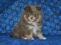 AKC Bentley, a male Pomeranian for sale in Lamar, MO – Photo 1 of 3