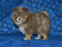 AKC Bentley, a male Pomeranian for sale in Lamar, MO – Photo 3 of 3