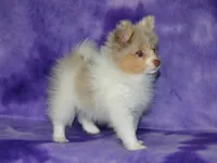 AKC Cami, a female Pomeranian for sale in Lamar, MO – 3 of 5