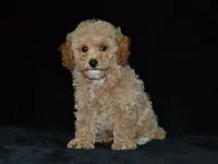 AKC Tyson, a female Poodle - Miniature  for sale in Lamar, MO – 2 of 3
