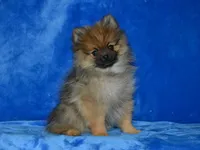 AKC Dylan, a male Pomeranian for sale in Lamar, MO – 9 of 9