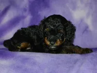 AKC Allie, a female Poodle - Toy  for sale in Lamar, MO – 4 of 4