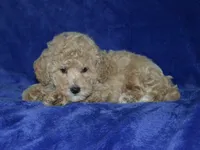 AKC Rocky, a female Poodle - Miniature  for sale in Lamar, MO – 4 of 4