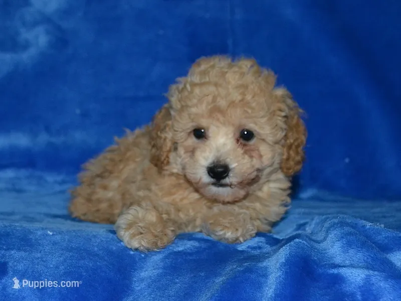 AKC Delilah – Poodle - Miniature  puppy for sale in Lamar, MO
