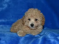 AKC Delilah, a female Poodle - Miniature  for sale in Lamar, MO – 1 of 3