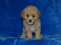 AKC Wrigley, a female Poodle - Miniature  for sale in Lamar, MO – 3 of 3