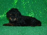 AKC Rhett, a male Poodle - Toy  for sale in Lamar, MO – 3 of 5