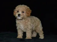 AKC Wrigley, a female Poodle - Miniature  for sale in Lamar, MO – 3 of 4