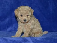 AKC Katy, a female Poodle - Toy  for sale in Lamar, MO – Photo 4 of 4