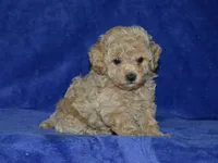 AKC Katy, a female Poodle - Toy  for sale in Lamar, MO – Photo 2 of 4