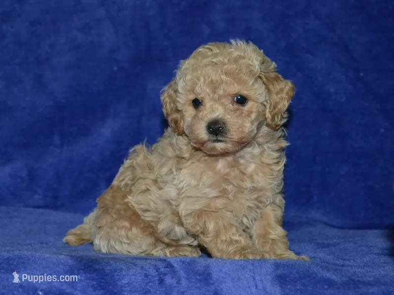 AKC Katy – Poodle - Toy  puppy for sale in Lamar, MO