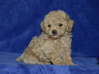 AKC Katy, a female Poodle - Toy  for sale in Lamar, MO – Photo 1 of 4