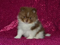 AKC Millie, a female Pomeranian for sale in Lamar, MO – 4 of 4
