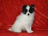 AKC York, a male Pomeranian for sale in Lamar, MO – 1 of 6