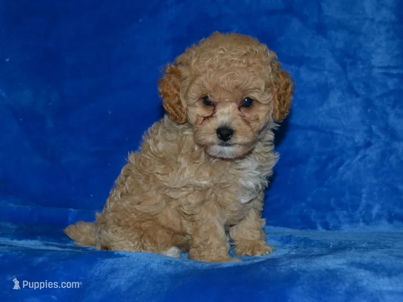 AKC Wrigley – Poodle - Miniature  puppy for sale in Lamar, MO