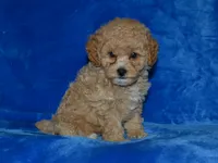 AKC Wrigley, a female Poodle - Miniature  for sale in Lamar, MO – 1 of 3