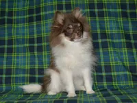 AKC Cooper, a male Pomeranian for sale in Lamar, MO – 3 of 4