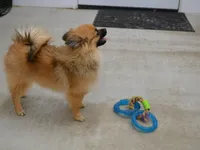 AKC Dylan, a male Pomeranian for sale in Lamar, MO – 2 of 4