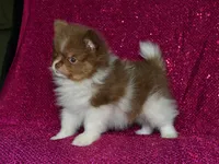 AKC Millie, a female Pomeranian for sale in Lamar, MO – 3 of 4