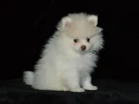 AKC Atlas, a male Pomeranian for sale in Lamar, MO – Photo 2 of 4