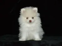 AKC Atlas, a male Pomeranian for sale in Lamar, MO – Photo 3 of 4