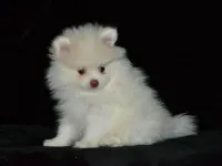 AKC Atlas, a male Pomeranian for sale in Lamar, MO – Photo 4 of 4