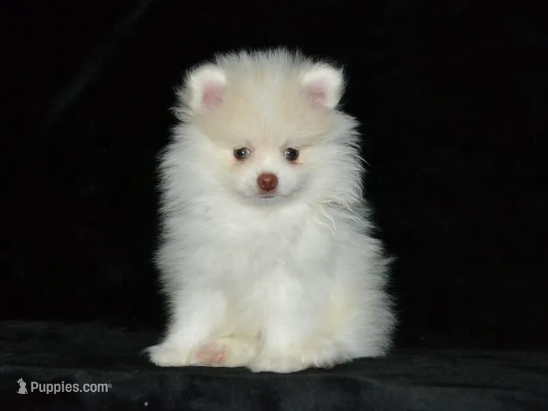 AKC Atlas – Pomeranian puppy for sale in Lamar, MO
