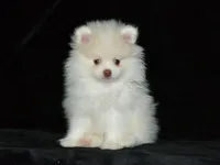 AKC Atlas, a male Pomeranian for sale in Lamar, MO – Photo 1 of 4
