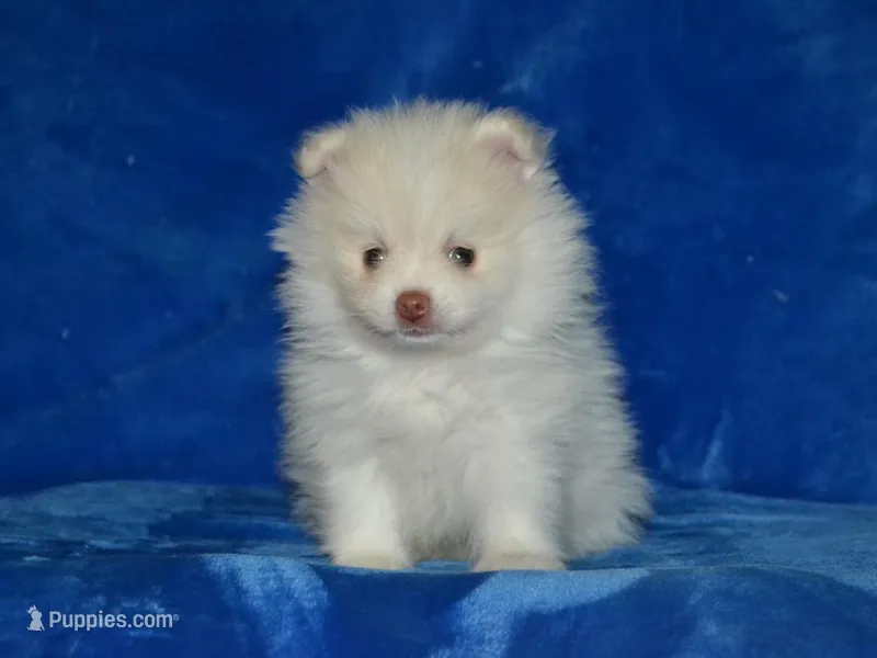 Atlas – Pomeranian puppy for sale in Lamar, MO