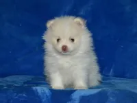 Atlas, a male Pomeranian for sale in Lamar, MO – Photo 1 of 3