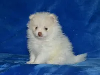 Atlas, a male Pomeranian for sale in Lamar, MO – Photo 3 of 3