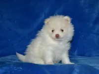 Atlas, a male Pomeranian for sale in Lamar, MO – Photo 2 of 3