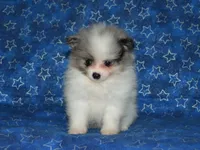 AKC Riley, a male Pomeranian for sale in Lamar, MO – 2 of 3