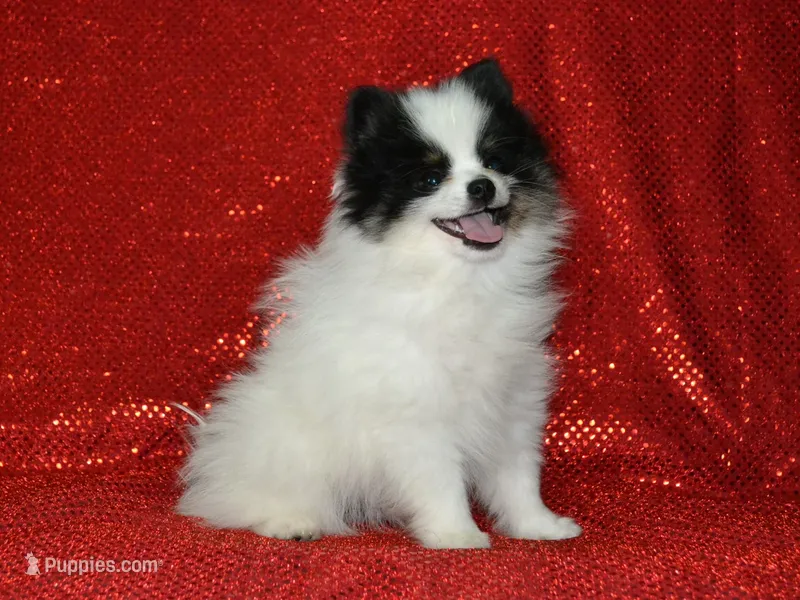 AKC Benny – Pomeranian puppy for sale in Lamar, MO