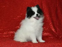 AKC Benny, a male Pomeranian for sale in Lamar, MO – 1 of 4