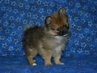 AKC Andy, a female Pomeranian for sale in Lamar, MO – 7 of 8