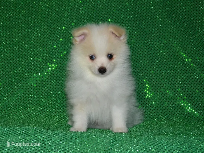 AKC Chip – Pomeranian puppy for sale in Lamar, MO