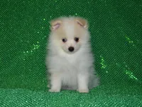 AKC Chip, a male Pomeranian for sale in Lamar, MO – Photo 1 of 3