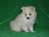 AKC Chip, a male Pomeranian for sale in Lamar, MO – Photo 3 of 3